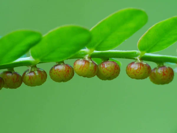 Planta Silvestre Bajo Sol — Foto de Stock