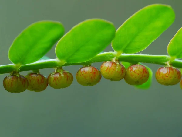 Planta Silvestre Bajo Sol —  Fotos de Stock