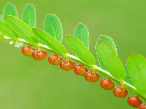 太阳下的野生植物 — 图库照片