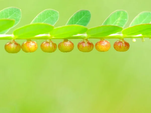 Planta Silvestre Bajo Sol — Foto de Stock