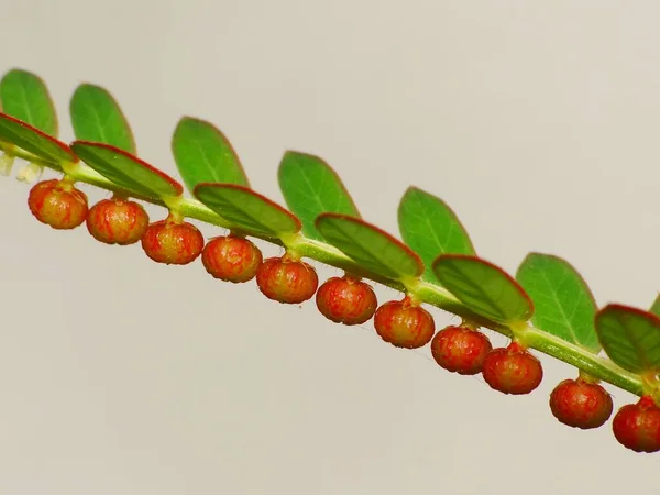 Planta Silvestre Bajo Sol — Foto de Stock