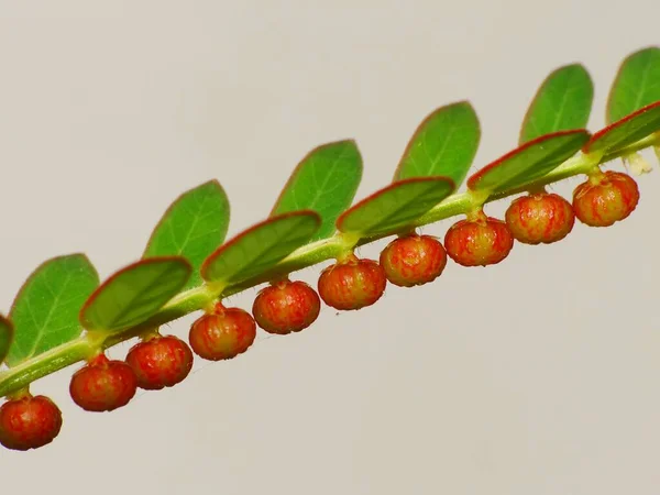 Planta Silvestre Bajo Sol — Foto de Stock