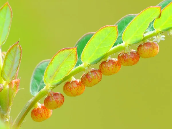 Planta Selvagem Sob Sol — Fotografia de Stock