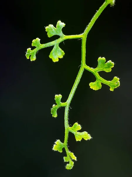 Planta Selvagem Sob Sol — Fotografia de Stock