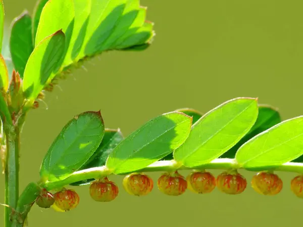 Planta Selvagem Sob Sol — Fotografia de Stock