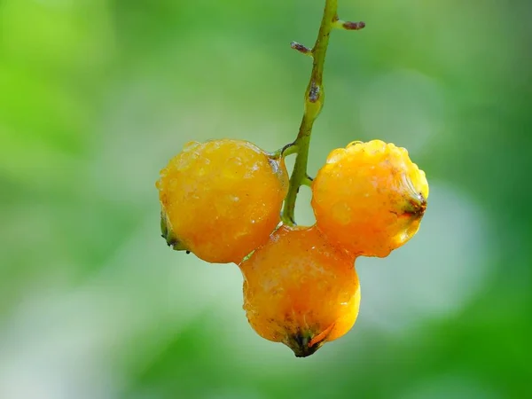 太陽の下での野生植物 — ストック写真