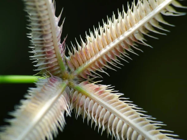 Planta Selvagem Sob Sol — Fotografia de Stock