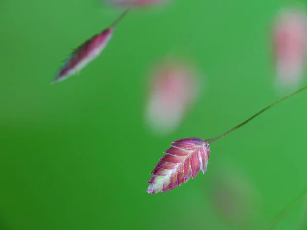 Planta Silvestre Bajo Sol — Foto de Stock