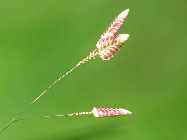 Güneşin Altındaki Yabani Bitki — Stok fotoğraf