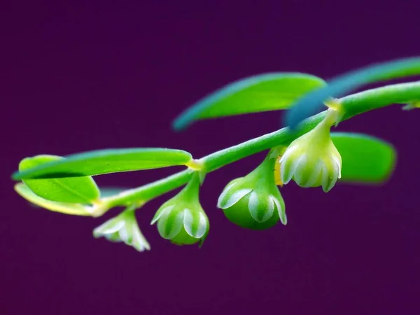 Planta Selvagem Sob Sol — Fotografia de Stock