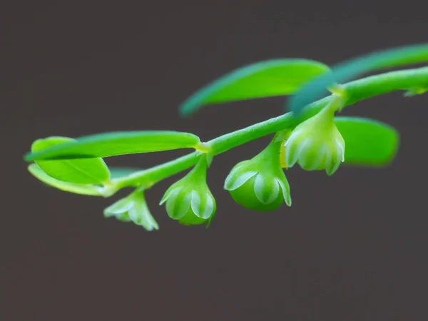 Planta Silvestre Bajo Sol — Foto de Stock