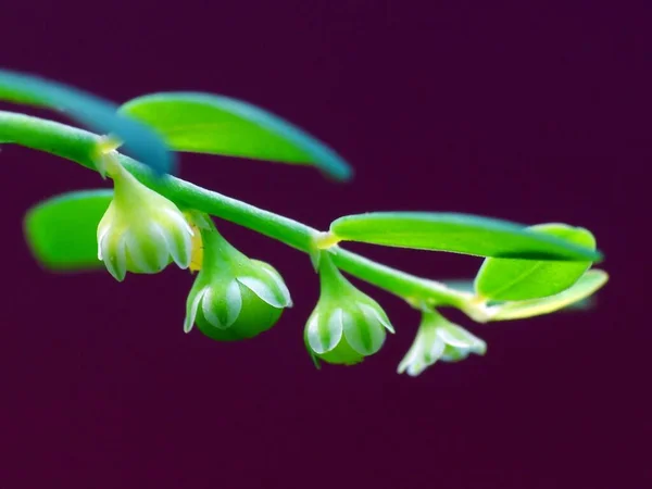 Planta Selvagem Sob Sol — Fotografia de Stock