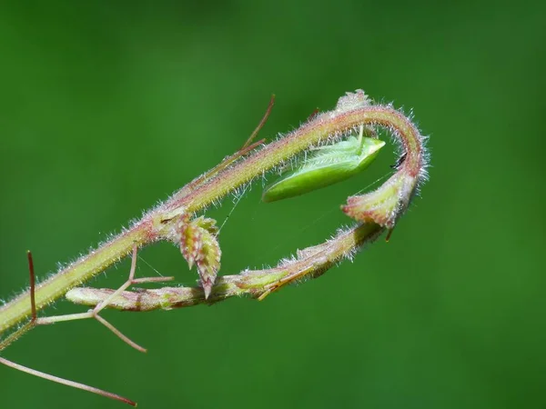 Wilde Plant Onder Zon — Stockfoto