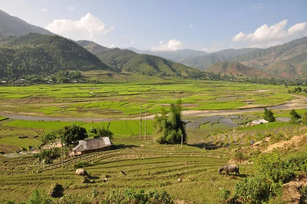 Agriculture Une Terrasse Est Morceau Plan Incliné Qui Été Coupé — Photo