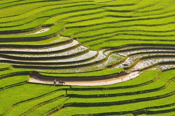 In agriculture, a terrace is a piece of sloped plane that has been cut into a series of successively receding flat surfaces or platforms, which resemble steps, for the purposes of more effective farming. This type of landscaping is called terracing