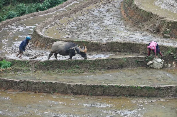 In agriculture, a terrace is a piece of sloped plane that has been cut into a series of successively receding flat surfaces or platforms, which resemble steps, for the purposes of more effective farming. This type of landscaping is called terracing