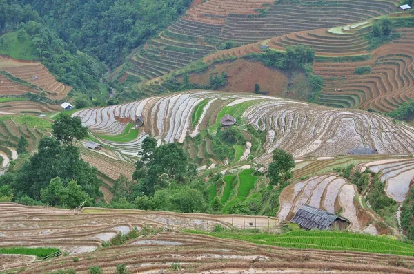 Agricultura Una Terraza Trozo Plano Inclinado Que Cortado Una Serie — Foto de Stock