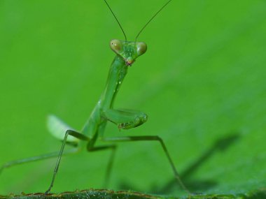 Peygamberdeveleri, 15 ailede yaklaşık 430 cins içinde 2.400 'ün üzerinde böcek türü barındıran bir sıralamadır. Peygamberdeveleri dünya çapında ılıman ve tropikal yaşam alanlarına dağıtılır. Esnek boyunları destekleyen şişkin gözleri olan üçgen kafaları var.