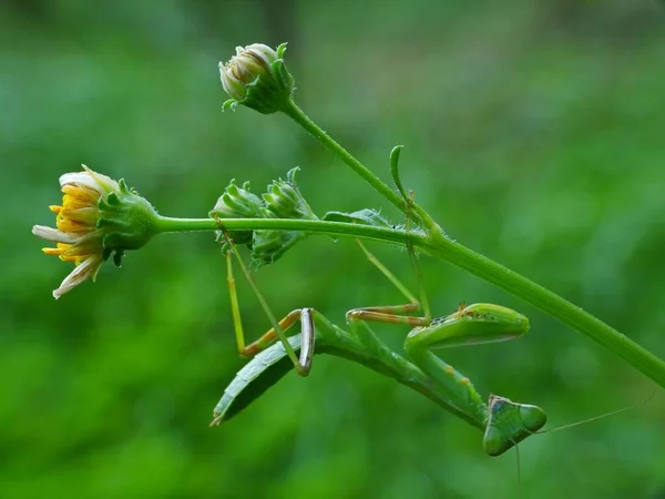 Mantises是一种昆虫 在15科430个属中包含2 400多种物种 它们分布在世界各地的温带和热带生境中 它们有三角形的头 眼睛凸起 脖子柔韧 — 图库照片