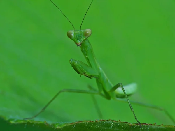 Gottesanbeterinnen Sind Eine Ordnung Von Insekten Die Über 400 Arten — Stockfoto