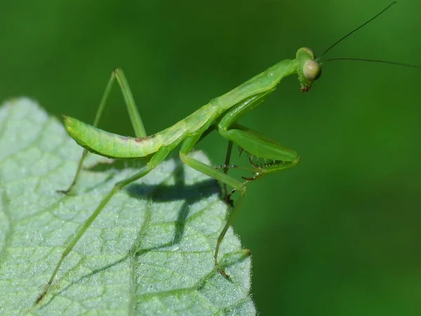 Mantises Order Insects Contains 400 Species 430 Genera Families Mantises — Stock Photo, Image