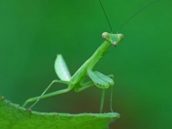Mantiser Ordning Insekter Som Innehåller Över 400 Arter Cirka 430 — Stockfoto