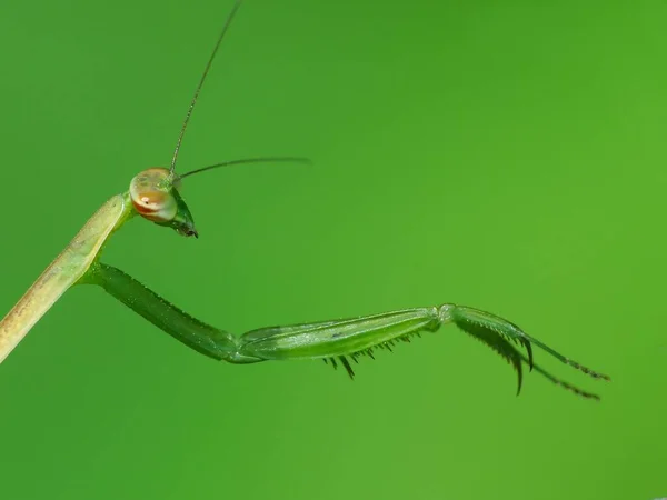 Mantises是一种昆虫 在15科430个属中包含2 400多种物种 它们分布在世界各地的温带和热带生境中 它们有三角形的头 眼睛凸起 脖子柔韧 — 图库照片