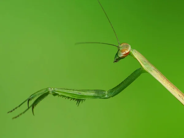 Mantises Een Orde Van Insecten Die Meer Dan 2400 Soorten — Stockfoto