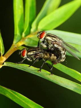 Böcekler, belirli türlerde bulunan bazı istisnalar dışında, bir erkek ve bir dişinin katılımını içeren fizyolojik süreçlerle çoğalırlar. Bir erkek tarafından döllenme en yaygın süreçlerden biridir.