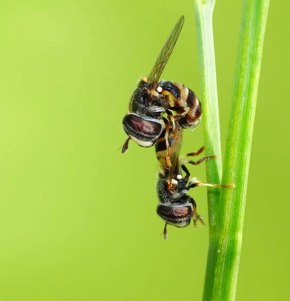 Les Insectes Reproduisent Par Des Processus Physiologiques Impliquant Participation Spécimen — Photo