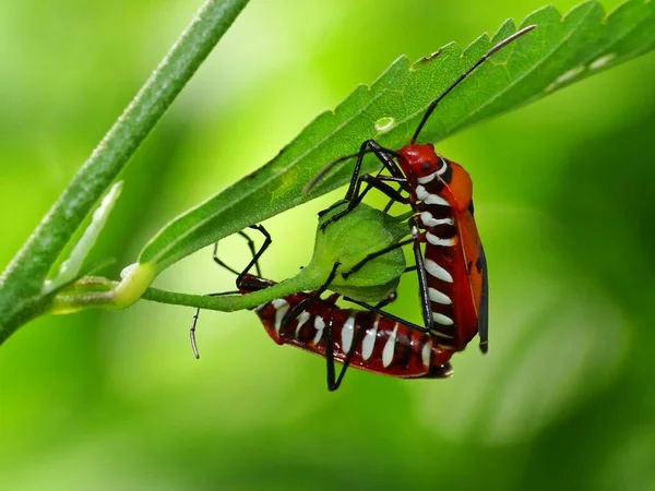 Les Insectes Reproduisent Par Des Processus Physiologiques Impliquant Participation Spécimen — Photo