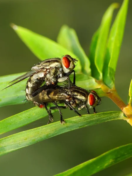 Los Insectos Reproducen Través Procesos Fisiológicos Que Involucran Participación Espécimen — Foto de Stock