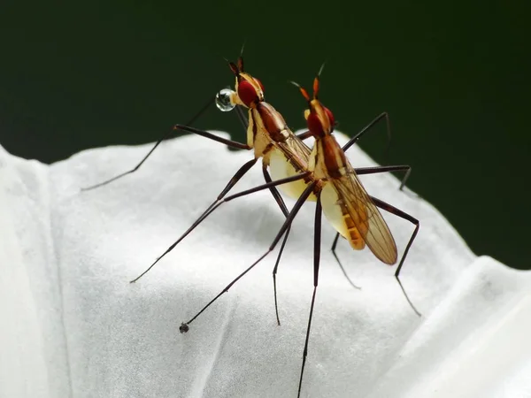 Insekten Vermehren Sich Durch Physiologische Prozesse Denen Ein Männliches Und — Stockfoto