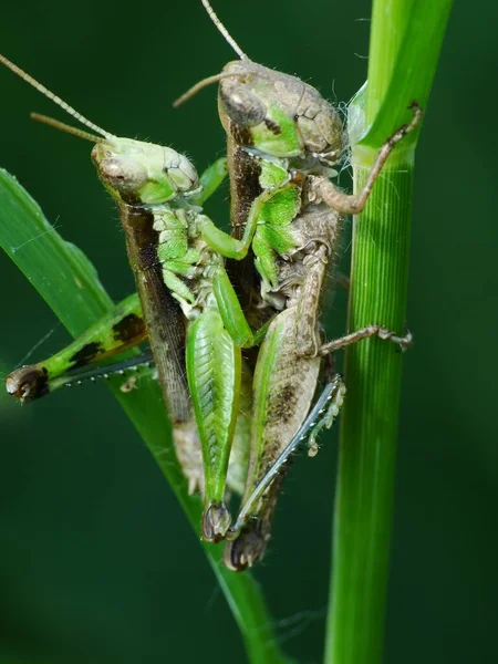 Insects Reproduce Physiological Processes Involving Participation Male Female Specimen Some — Stock Photo, Image