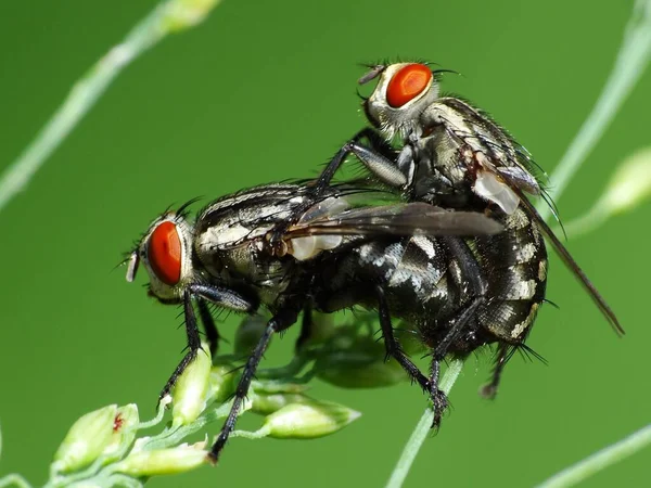 Los Insectos Reproducen Través Procesos Fisiológicos Que Involucran Participación Espécimen — Foto de Stock
