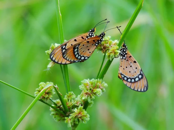 Les Insectes Reproduisent Par Des Processus Physiologiques Impliquant Participation Spécimen — Photo