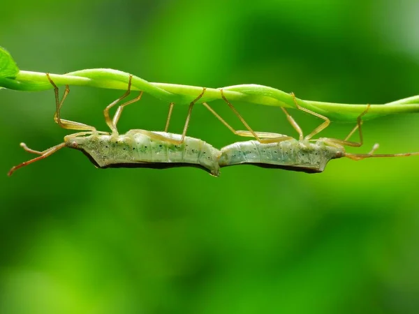 昆虫は 雄と雌の標本の参加を含む生理学的過程を通して繁殖するが 一部の種では例外もある 男性による受精は最も一般的なプロセスの1つです — ストック写真