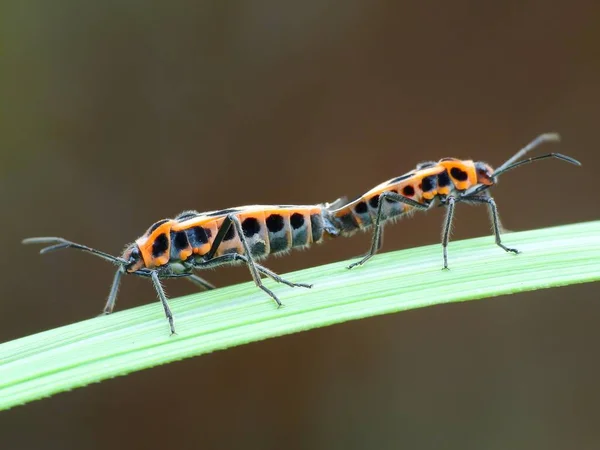 Insekten Vermehren Sich Durch Physiologische Prozesse Denen Ein Männliches Und — Stockfoto