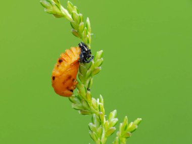 Böceklerin üç parçalı gövdesi (baş, göğüs ve karın), üç çift eklemli bacağı, bileşik gözleri ve bir çift antenleri vardır. Böcekler en çeşitli hayvan grubudur. Bir milyondan fazla tanımlanmış tür içeriyor.