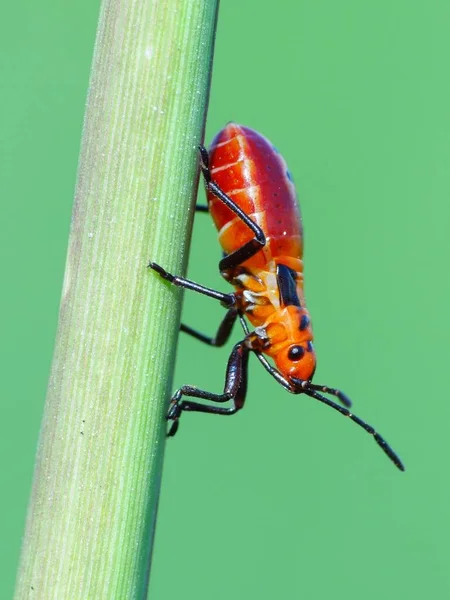 Insekten Haben Einen Dreiteiligen Körper Kopf Brustkorb Und Bauch Drei — Stockfoto