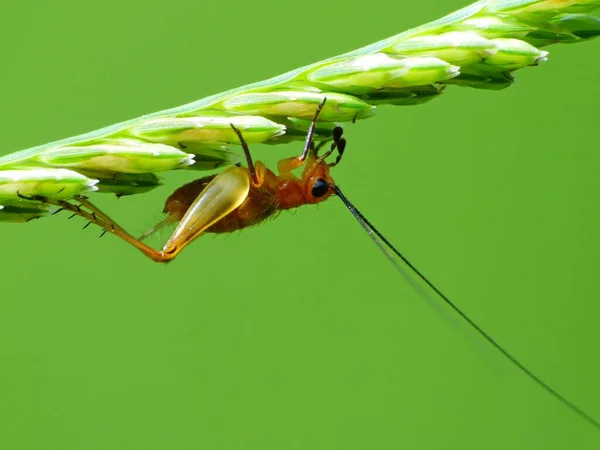 Insekten Haben Einen Dreiteiligen Körper Kopf Brustkorb Und Bauch Drei — Stockfoto