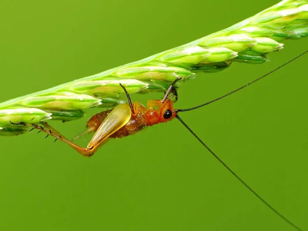 Insekten Haben Einen Dreiteiligen Körper Kopf Brustkorb Und Bauch Drei — Stockfoto