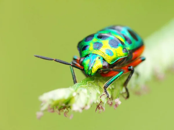 Los Insectos Tienen Cuerpo Tres Partes Cabeza Tórax Abdomen Tres — Foto de Stock