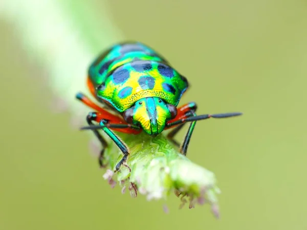 Los Insectos Tienen Cuerpo Tres Partes Cabeza Tórax Abdomen Tres — Foto de Stock