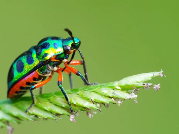 昆虫には3部構成の体 3対の関節脚 1対の触角がある 昆虫は動物の中で最も多様なグループです 100万種以上の記載種が含まれています — ストック写真