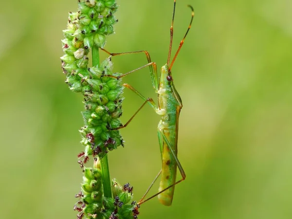 Los Insectos Tienen Cuerpo Tres Partes Cabeza Tórax Abdomen Tres —  Fotos de Stock