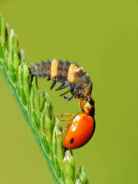 Los Insectos Tienen Cuerpo Tres Partes Cabeza Tórax Abdomen Tres — Foto de Stock