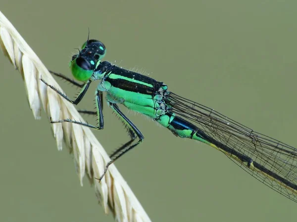 昆虫には3部構成の体 3対の関節脚 1対の触角がある 昆虫は動物の中で最も多様なグループです 100万種以上の記載種が含まれています — ストック写真