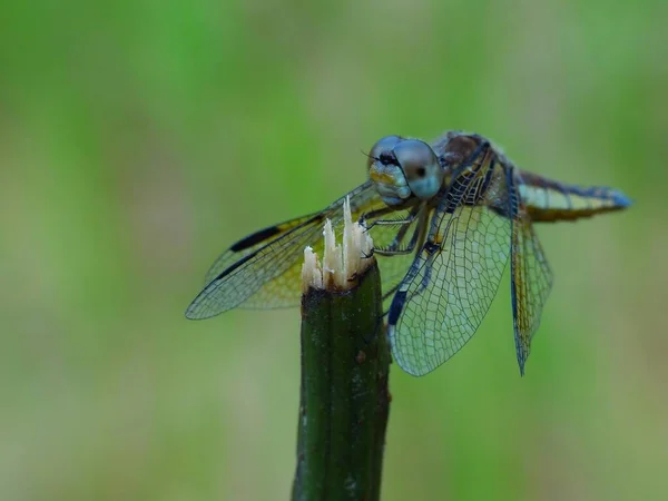 Insects have a three-part body (head, thorax and abdomen), three pairs of jointed legs, compound eyes and one pair of antennae. Insects are the most diverse group of animals. They include more than a million described species