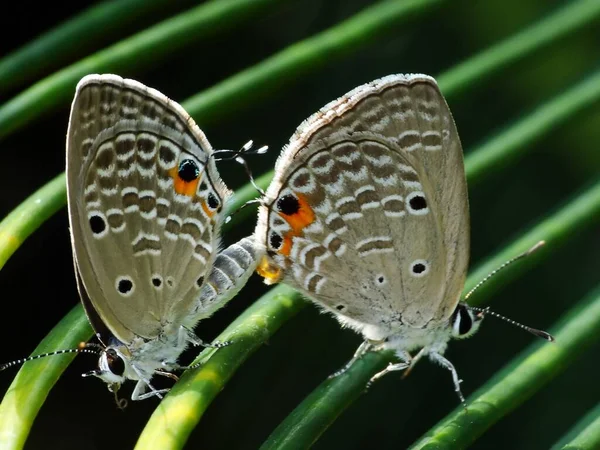 Los Insectos Tienen Cuerpo Tres Partes Cabeza Tórax Abdomen Tres — Foto de Stock